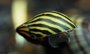 Zebra Nerite Snail