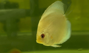 Blue Diamond Discus
