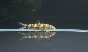 Botia Histrionica