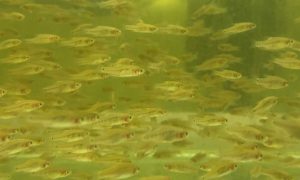 Erythromicron Microrasbora Swimming in the tank