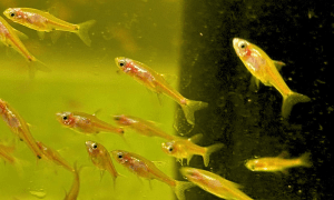 Strawberry Rasbora swimming around