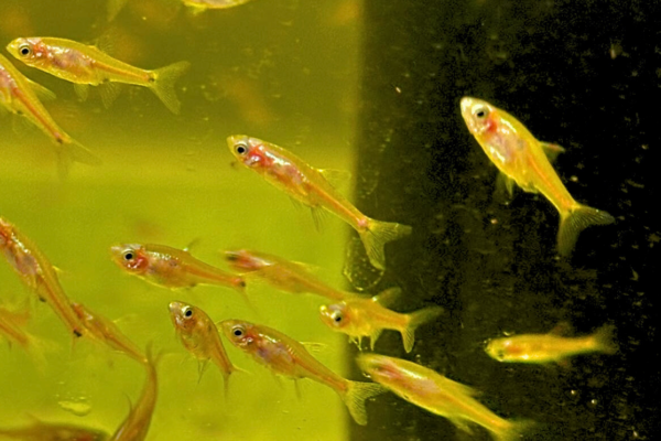 Strawberry Rasbora swimming around