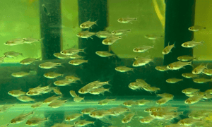 Ruby Tetras in a tank