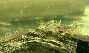 Sumo Loach