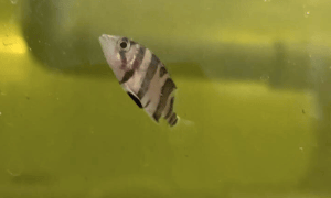 3 Bar Tiger Datnoides swimming in the tank