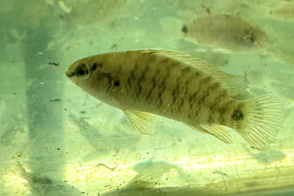 Badis Badis swimming in the tank