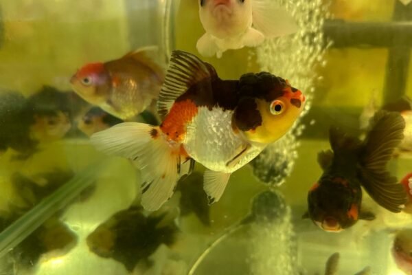 Calico Oranda swimming with friends