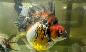 Calico Ryukin