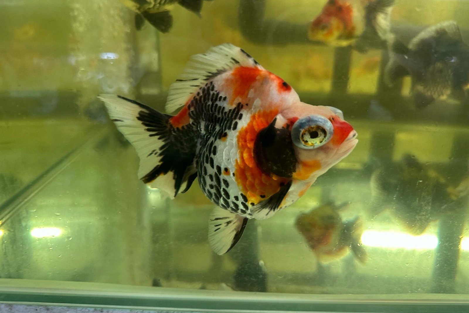 calico-telescope-goldfish-mainland-aquarium