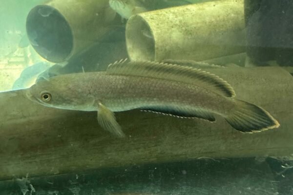 Channa Fireback sitting on the artificial log