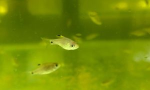 Dwarf Fin Barb swimming in tank