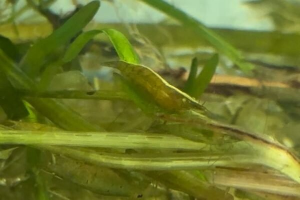 Jade Green Shrimp sitting on the leaves