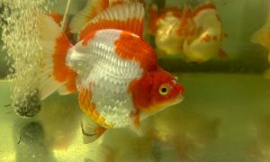 Red White Ryukin swimming around