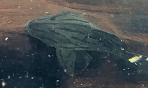 Royal Pleco sitting on a branch