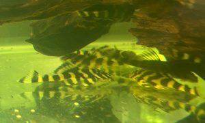 L168 Pleco
