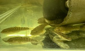 Gastromyzon Zebrinus