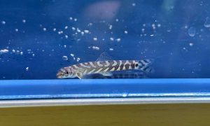 Zodiac Loach