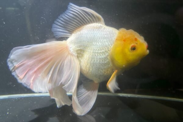 White Oranda