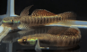 Rainbow Goby