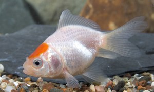 Red Cap Fantail Goldfish