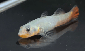 Red Lips Goby