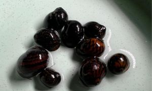 Batik Snail