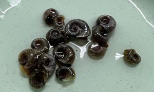 Blue Ramhorn Snail