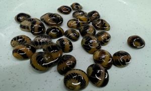 Marble Pumpkin Snail